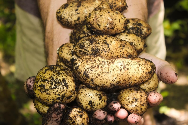 Summer Harvesting Guide