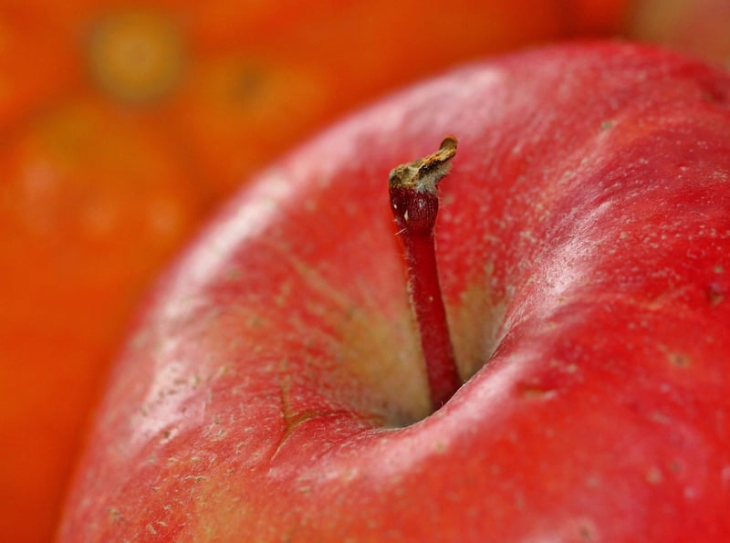 Harvesting Apples