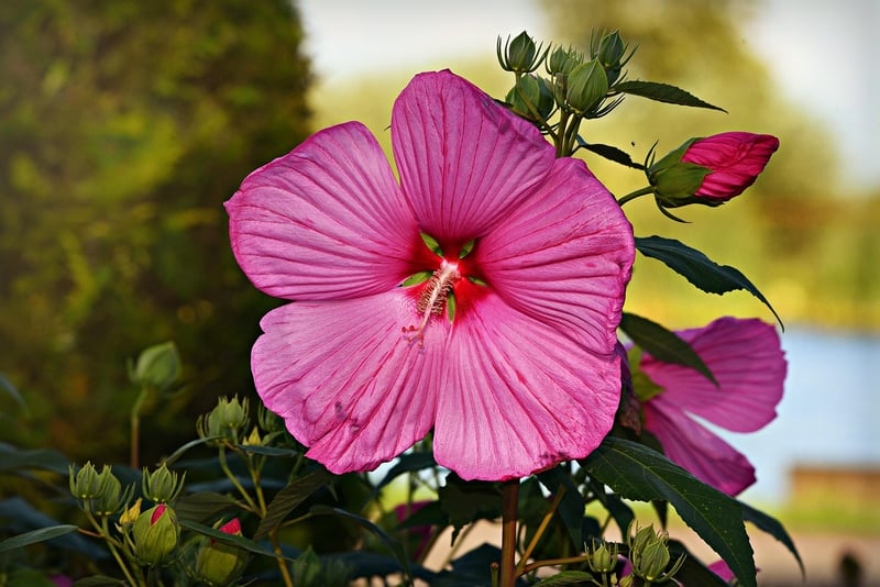 Summer Gardening