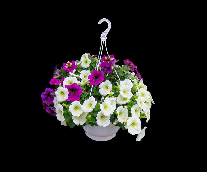 Hanging Basket Garden